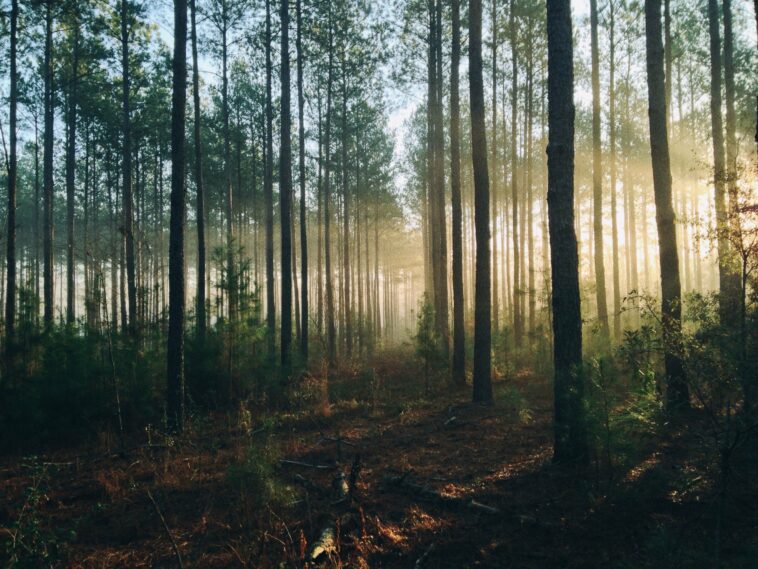Proteger los bosques en la primera línea de la batalla contra el cambio climático | Noticias de Buenaventura, Colombia y el Mundo