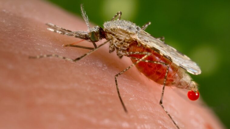 América Latina sigue luchando contra la malaria | Noticias de Buenaventura, Colombia y el Mundo