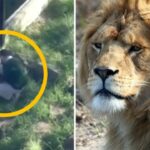 Cómo escaparon realmente los leones del zoológico de Taronga | Noticias de Buenaventura, Colombia y el Mundo