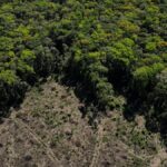 Brasil y países con selvas tropicales se unen para salvar las junglas | Noticias de Buenaventura, Colombia y el Mundo