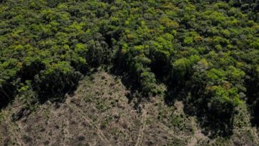 Brasil y países con selvas tropicales se unen para salvar las junglas | Noticias de Buenaventura, Colombia y el Mundo