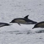 Ferry de Cornualles: las encuestas de Sealife fueron increíbles, dice la organización benéfica | Noticias de Buenaventura, Colombia y el Mundo