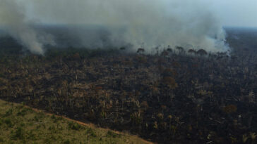 La deforestación amazónica en Brasil sigue cerca del máximo en 15 años | Noticias de Buenaventura, Colombia y el Mundo