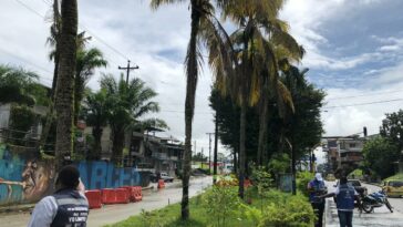 Alcaldía socializó proyecto de tala y poda de árboles que se encuentran en riesgo en Buenaventura | Noticias de Buenaventura, Colombia y el Mundo