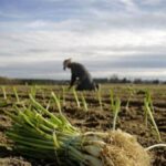 Agricultura en América Latina debe transformarse para enfrentar amenazas, advertir ministros | Noticias de Buenaventura, Colombia y el Mundo