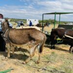 El gobierno del Noroeste dice que los carros de burros dañados se repararán de forma gratuita | Noticias de Buenaventura, Colombia y el Mundo
