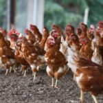 Efectos del Paro Nacional: La actividad avícola aún no se recupera | Finanzas | Economía