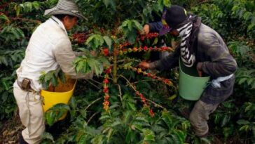 Exportaciones de café a China vienen creciendo a doble dígito | Finanzas | Economía