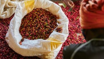Exportadores de café piden apoyo al Gobierno para producir | Economía