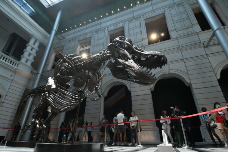 Christie's cancela la venta de $ 15 M.- $ 20 M. T-Rex por preocupaciones sobre la cantidad de réplicas de huesos | Noticias de Buenaventura, Colombia y el Mundo