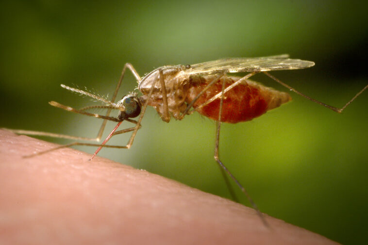Tratamiento con anticuerpos probado como nueva herramienta contra la malaria | Noticias de Buenaventura, Colombia y el Mundo