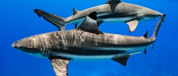 El 'voto histórico' da impulso a los tiburones amenazados | Noticias de Buenaventura, Colombia y el Mundo