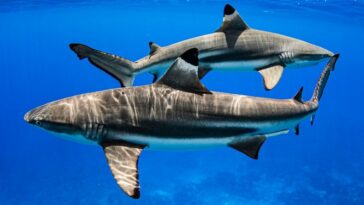 El 'voto histórico' da impulso a los tiburones amenazados | Noticias de Buenaventura, Colombia y el Mundo