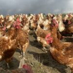 Gripe aviar: granjero quiere orden de vivienda del gobierno galés | Noticias de Buenaventura, Colombia y el Mundo