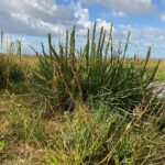 Se eliminará la futura vegetación de la playa de Hoylake | Noticias de Buenaventura, Colombia y el Mundo