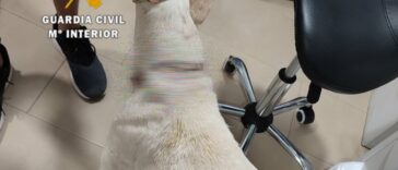 ALERTA: Estremecedor 'maltrato horrible' de un perro 'cortado con tijeras' en Málaga | Noticias de Buenaventura, Colombia y el Mundo