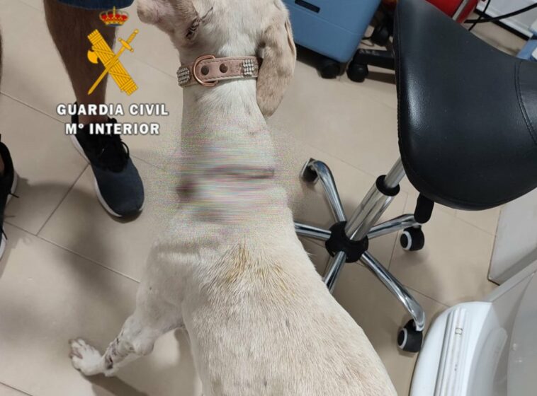 ALERTA: Estremecedor 'maltrato horrible' de un perro 'cortado con tijeras' en Málaga | Noticias de Buenaventura, Colombia y el Mundo