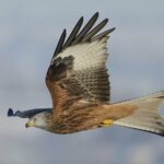 RSPB: El crimen contra las aves rapaces en Irlanda del Norte 'pasa desapercibido' | Noticias de Buenaventura, Colombia y el Mundo