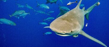 Tiburones, tortugas y enfermedades en agenda de cumbre sobre comercio de vida silvestre | Noticias de Buenaventura, Colombia y el Mundo