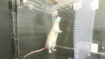 Las ratas saltando al ritmo en un video demuestran la sincronización innata del ritmo en animales por primera vez | Noticias de Buenaventura, Colombia y el Mundo