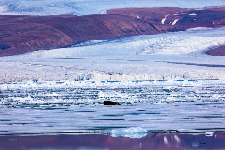 El adelgazamiento de la capa de hielo de Groenlandia puede significar un mayor aumento del nivel del mar: estudio | Noticias de Buenaventura, Colombia y el Mundo