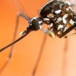 Reportan primer caso de virus Zika en Karnataka: Conozca sus síntomas, diagnóstico y precauciones | Noticias de Buenaventura, Colombia y el Mundo