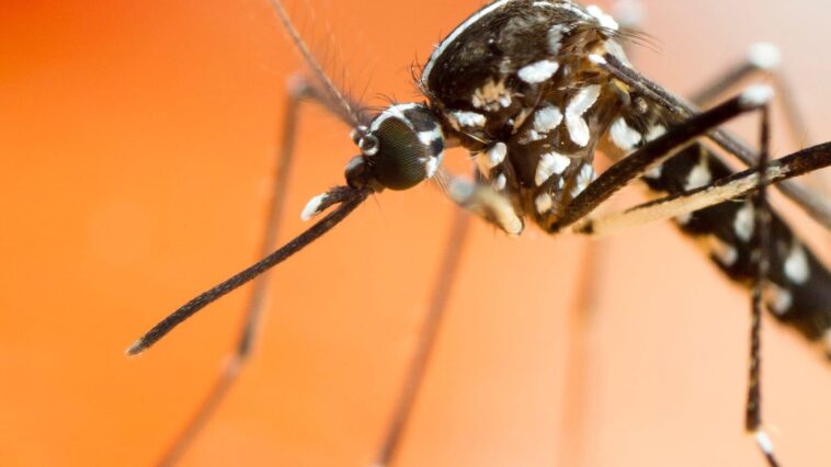 Reportan primer caso de virus Zika en Karnataka: Conozca sus síntomas, diagnóstico y precauciones | Noticias de Buenaventura, Colombia y el Mundo