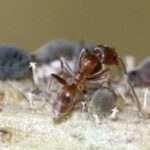Las hormigas argentinas harán cualquier cosa por el azúcar, pero no harán esto | Noticias de Buenaventura, Colombia y el Mundo