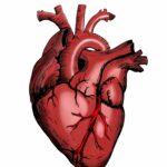 Algunos beneficios, riesgos potenciales con medicamentos alternativos para la insuficiencia cardíaca | Noticias de Buenaventura, Colombia y el Mundo