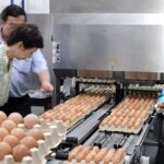 Singapur comenzará a importar huevos de gallina de Brunei, diversificando aún más sus fuentes de alimentos | Noticias de Buenaventura, Colombia y el Mundo