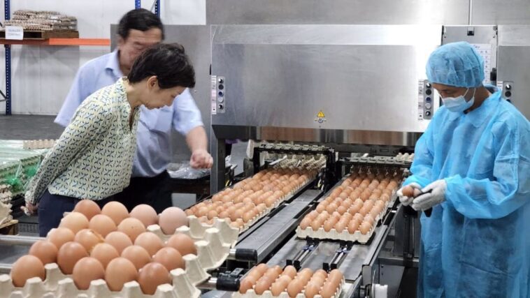 Singapur comenzará a importar huevos de gallina de Brunei, diversificando aún más sus fuentes de alimentos | Noticias de Buenaventura, Colombia y el Mundo