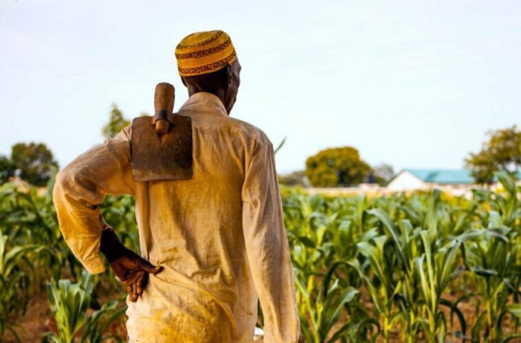 ¿Por qué los agricultores del norte de Ghana se acuestan con hambre? | Noticias de Buenaventura, Colombia y el Mundo