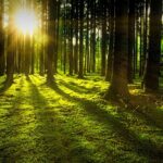Los bosques del Reino Unido podrían almacenar casi el doble de carbono de lo estimado anteriormente | Noticias de Buenaventura, Colombia y el Mundo