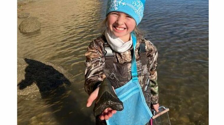 Niña de 9 años encuentra diente de tiburón megalodón en playa de Maryland | Noticias de Buenaventura, Colombia y el Mundo