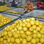 China recurre a limones, melocotones y medicina tradicional a raíz de la ola de Covid | Noticias de Buenaventura, Colombia y el Mundo
