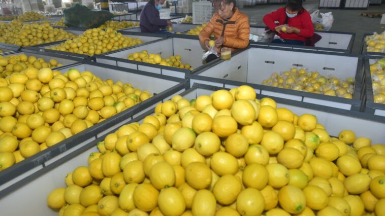 China recurre a limones, melocotones y medicina tradicional a raíz de la ola de Covid | Noticias de Buenaventura, Colombia y el Mundo