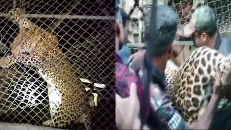 Leopardo muere de un shock mental después de quedar atrapado en un gallinero en Palakkad de Kerala | Noticias de Buenaventura, Colombia y el Mundo
