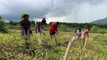 Candlenuts, chili y pollos: transformando la economía rural de Indonesia | Noticias de Buenaventura, Colombia y el Mundo
