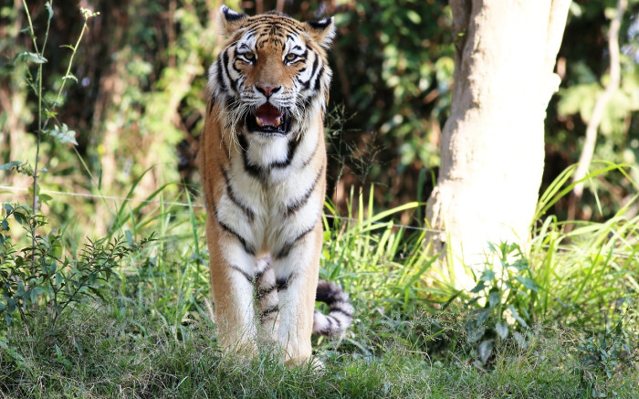 Diarios del tigre de Gauteng: el grupo mundial de bienestar animal quiere prohibir los grandes felinos como mascotas | Noticias de Buenaventura, Colombia y el Mundo