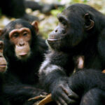 Los humanos y los simios salvajes comparten un lenguaje común | Noticias de Buenaventura, Colombia y el Mundo