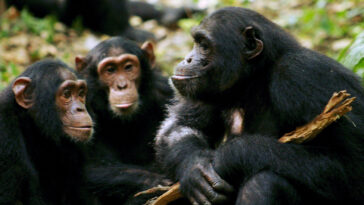 Los humanos y los simios salvajes comparten un lenguaje común | Noticias de Buenaventura, Colombia y el Mundo