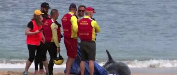 Ataque de tiburón a delfín en Sídney cierra playas populares | Noticias de Buenaventura, Colombia y el Mundo