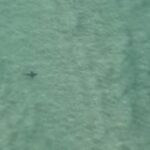 Los nadadores huyen cuando se ve un tiburón cerca de las banderas | Noticias de Buenaventura, Colombia y el Mundo