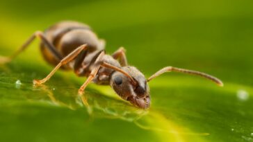 Las hormigas pueden detectar el olor del cáncer en la orina | Noticias de Buenaventura, Colombia y el Mundo