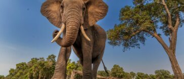 ¿Los elefantes realmente 'nunca olvidan'? | Noticias de Buenaventura, Colombia y el Mundo