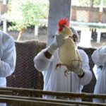 En el Magdalena levantan cuarentena por influenza Aviar