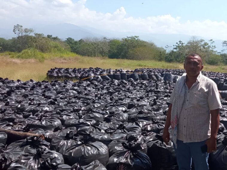 Entregan 50 toneladas de ensilaje de sorgo y maíz a pequeños productores de Sabanas de San Ángel