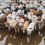 Exportación de ganado desde Colombia: críticas a medidas que se implementarán | Finanzas | Economía