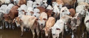 Exportación de ganado desde Colombia: críticas a medidas que se implementarán | Finanzas | Economía