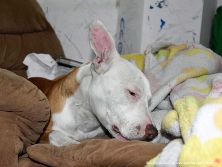 En la fotografía se ve un perro envuelto en unas cobijas sentado en un sofá su trompa es de color blanco y su torzo de color café.